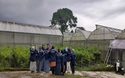 Bertemu Sang Melon Premium: Kisah dari Greenhouse